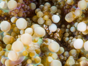 Squat Shrimp in a Bubble Coral Wonderland by Jan Morton 